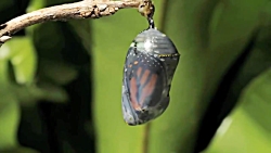 پیله پروانه